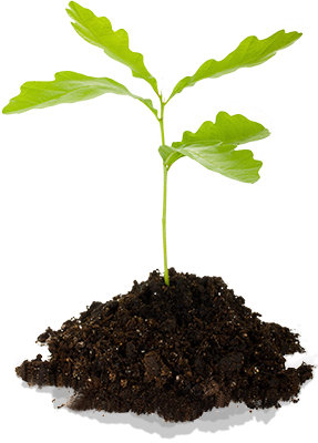 quercus-doing-our-bit-seedling